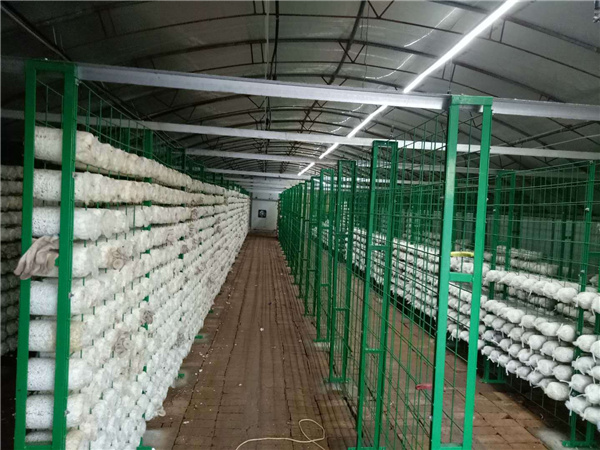 大棚蘑菇網架食用菌種植網格架廠家直銷